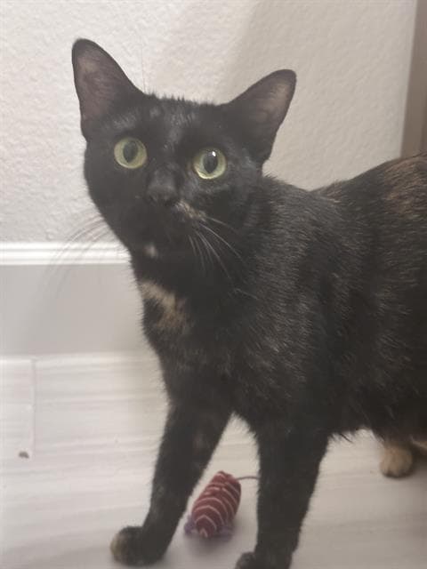 Tortellini - Domestic Short Hair