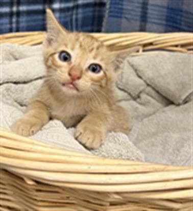 Rula - Domestic Short Hair