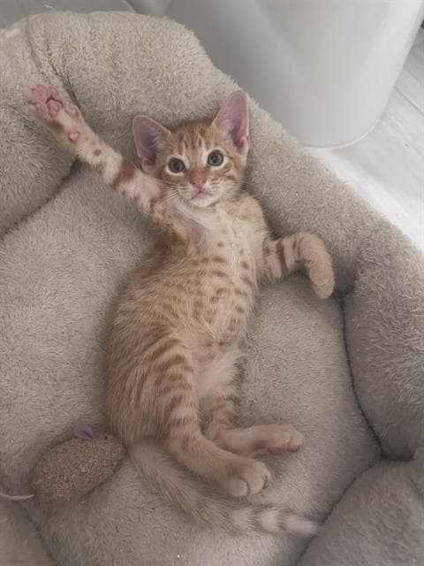 Rula - Domestic Short Hair