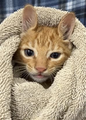 Ruben - Domestic Short Hair