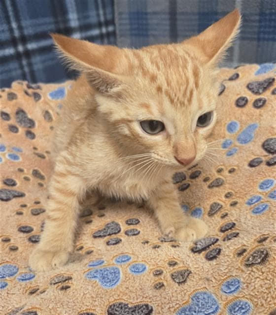 Ruben - Domestic Short Hair