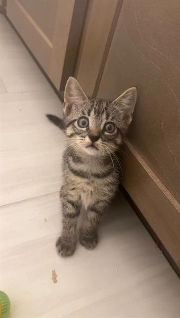 Roo - Domestic Short Hair