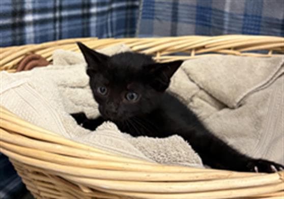 Rubie - Domestic Short Hair