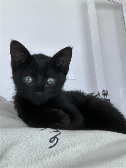 Rubie - Domestic Short Hair