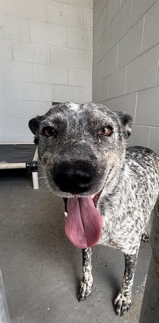 Flynn - Australian Cattle Dog/Blue Heeler