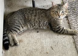 Tigerjoey image 1