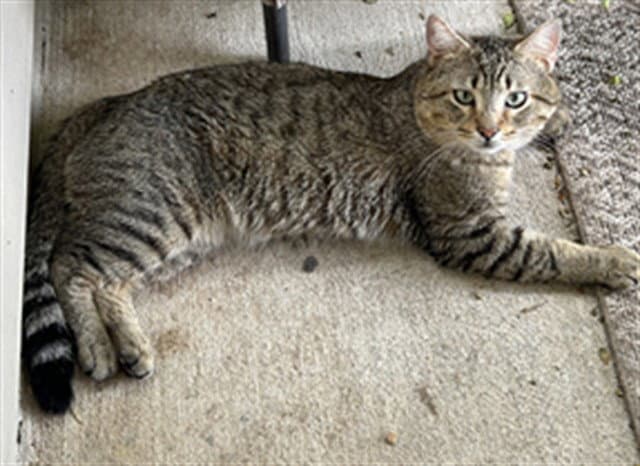 Tigerjoey - Domestic Short Hair
