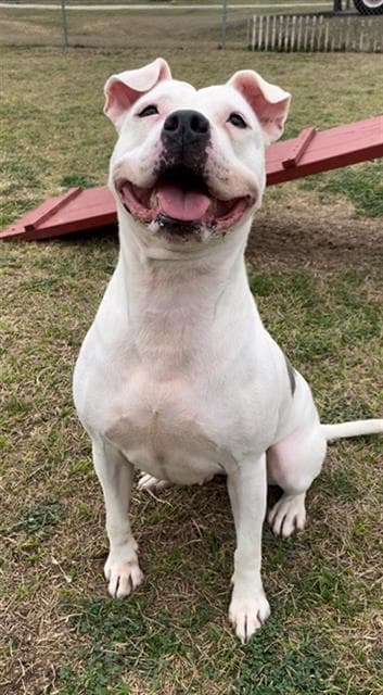 Dotti - Staffordshire Bull Terrier