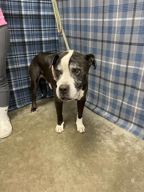 Festus - Boxer