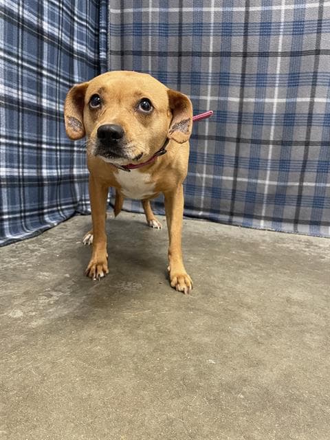 Trina - Chihuahua