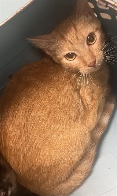 Roxy - Domestic Short Hair