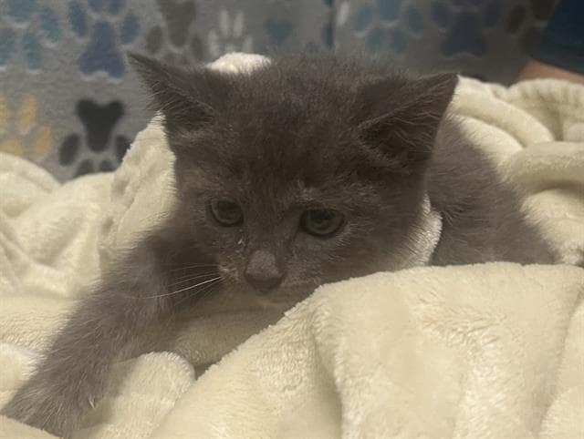 Lily - Domestic Short Hair