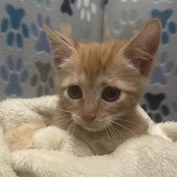 Oliver image 1