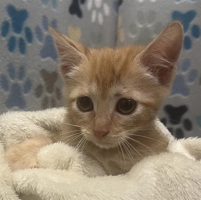 Oliver - Domestic Short Hair