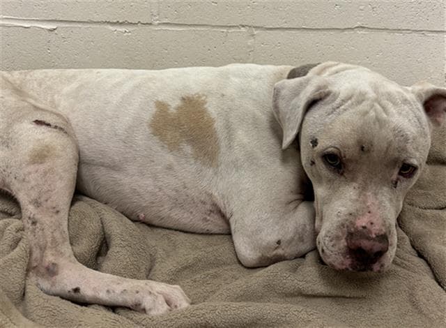 Goober - American Staffordshire Terrier