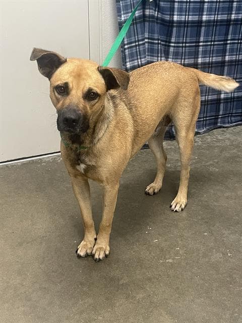 Unknown - Black Mouth Cur