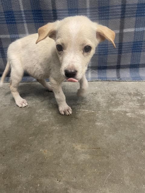 Unknown - Labrador Retriever
