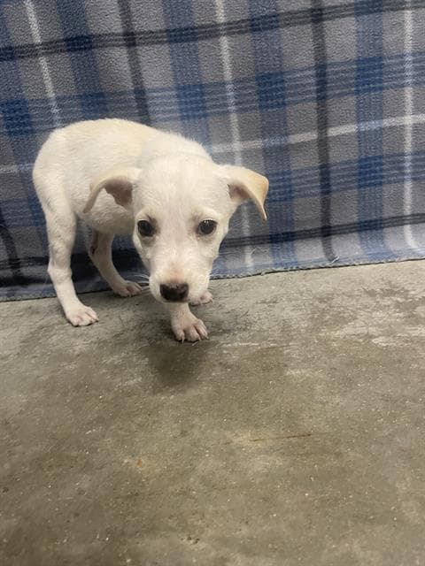 Unknown - Labrador Retriever
