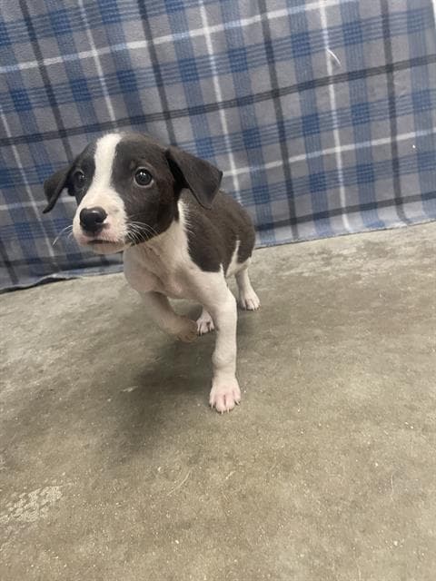Unknown - Labrador Retriever