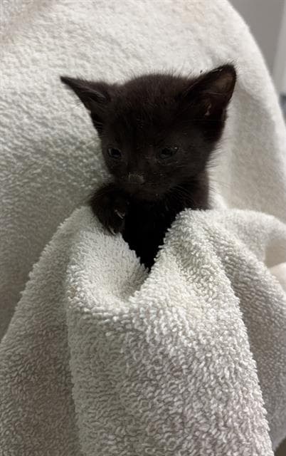 Ellie - Domestic Short Hair