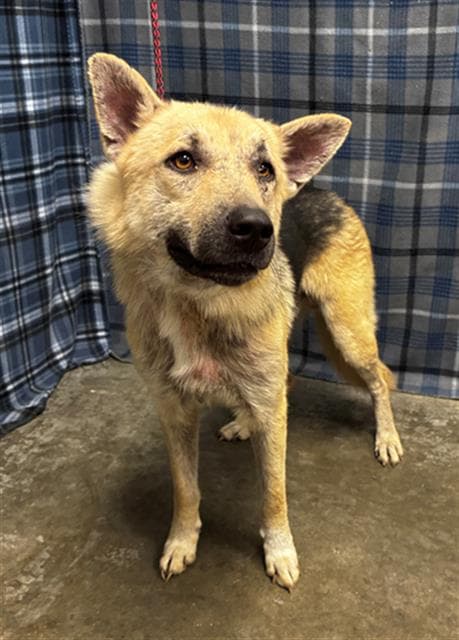 Greg - German Shepherd Dog