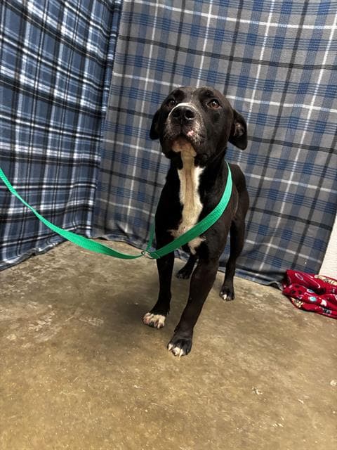 Shadow - American Staffordshire Terrier