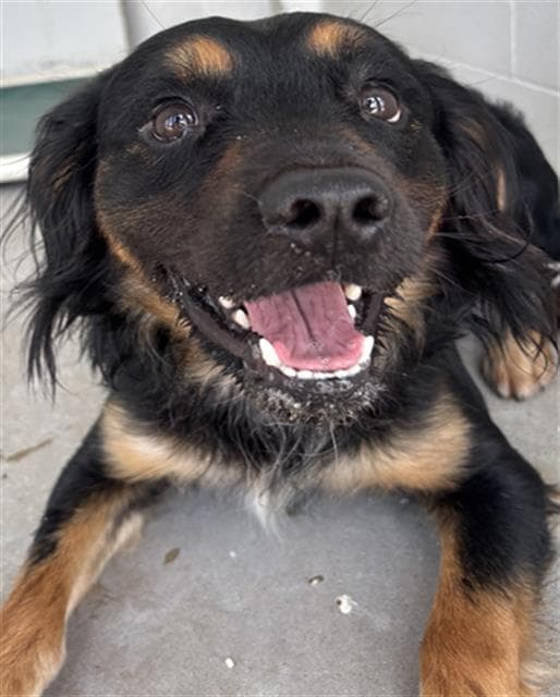 Jebediah - Australian Shepherd