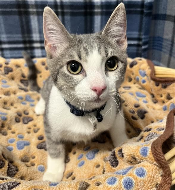 Jax - Domestic Short Hair