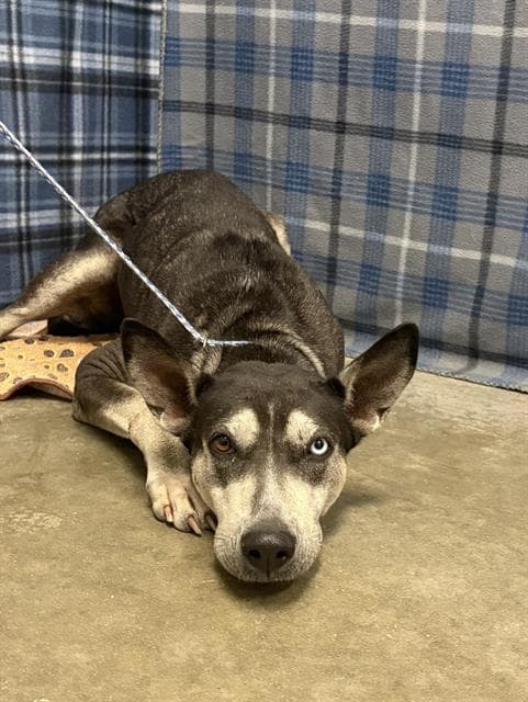 Evangeline - Husky