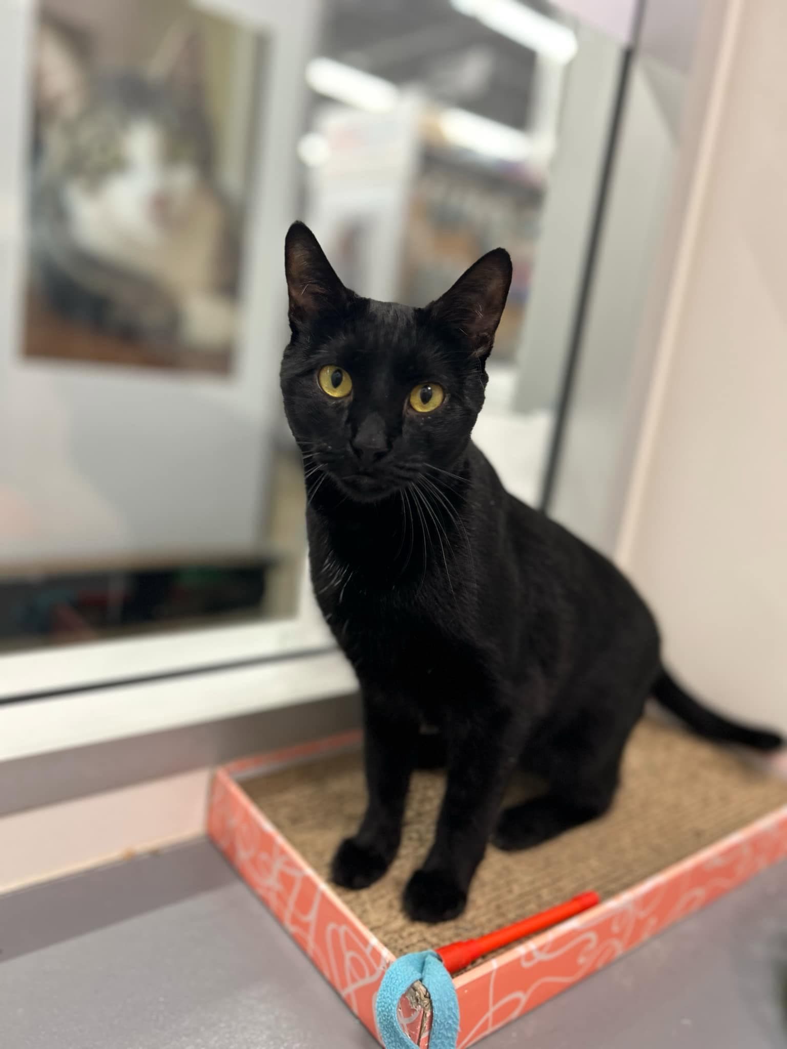 Billie Jean H - Domestic Short Hair