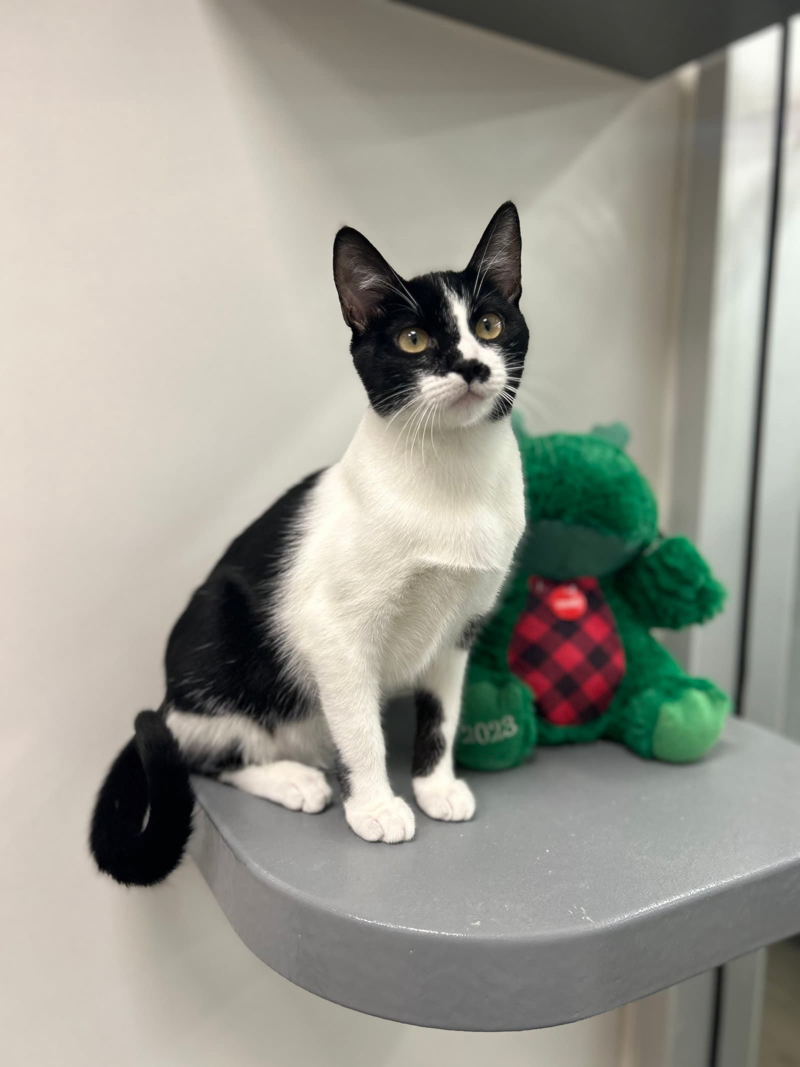 Rocky H - Domestic Short Hair
