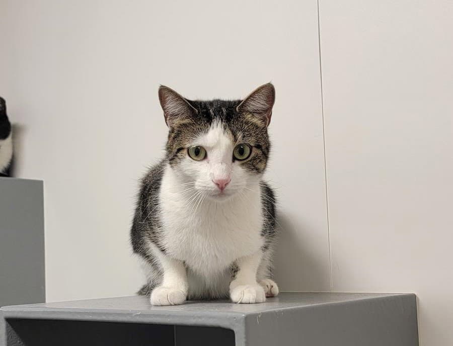 Joy - Domestic Short Hair
