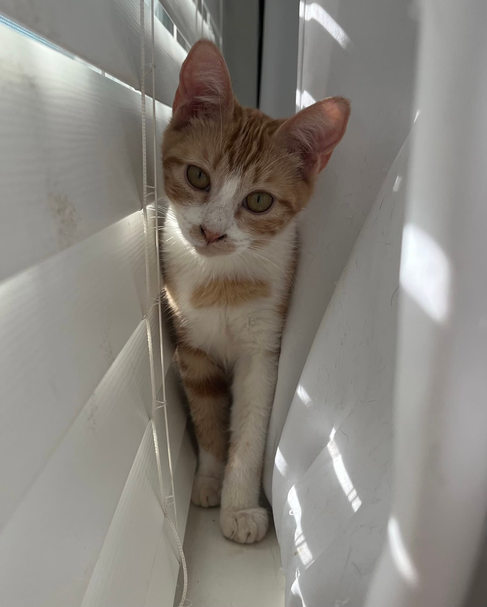 Casey G - Domestic Short Hair