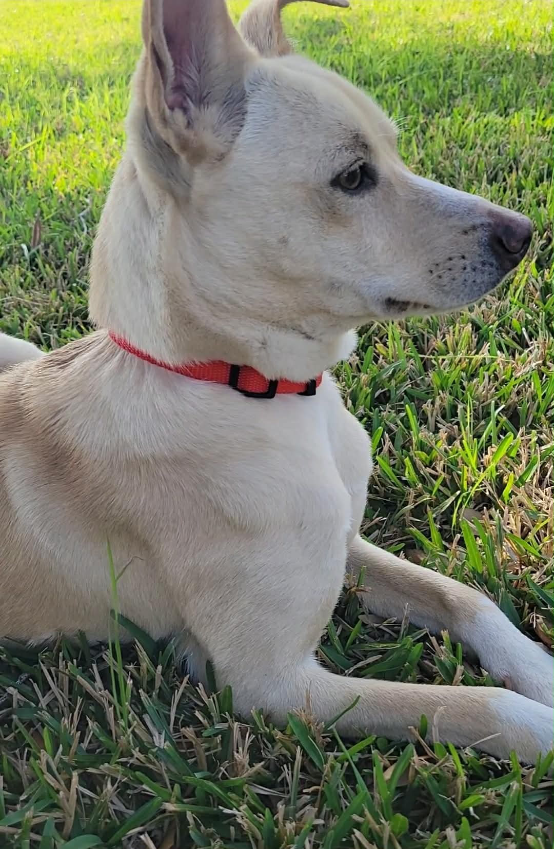 Kosler Lane - Shepherd