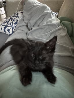 Millicent Dub image 4