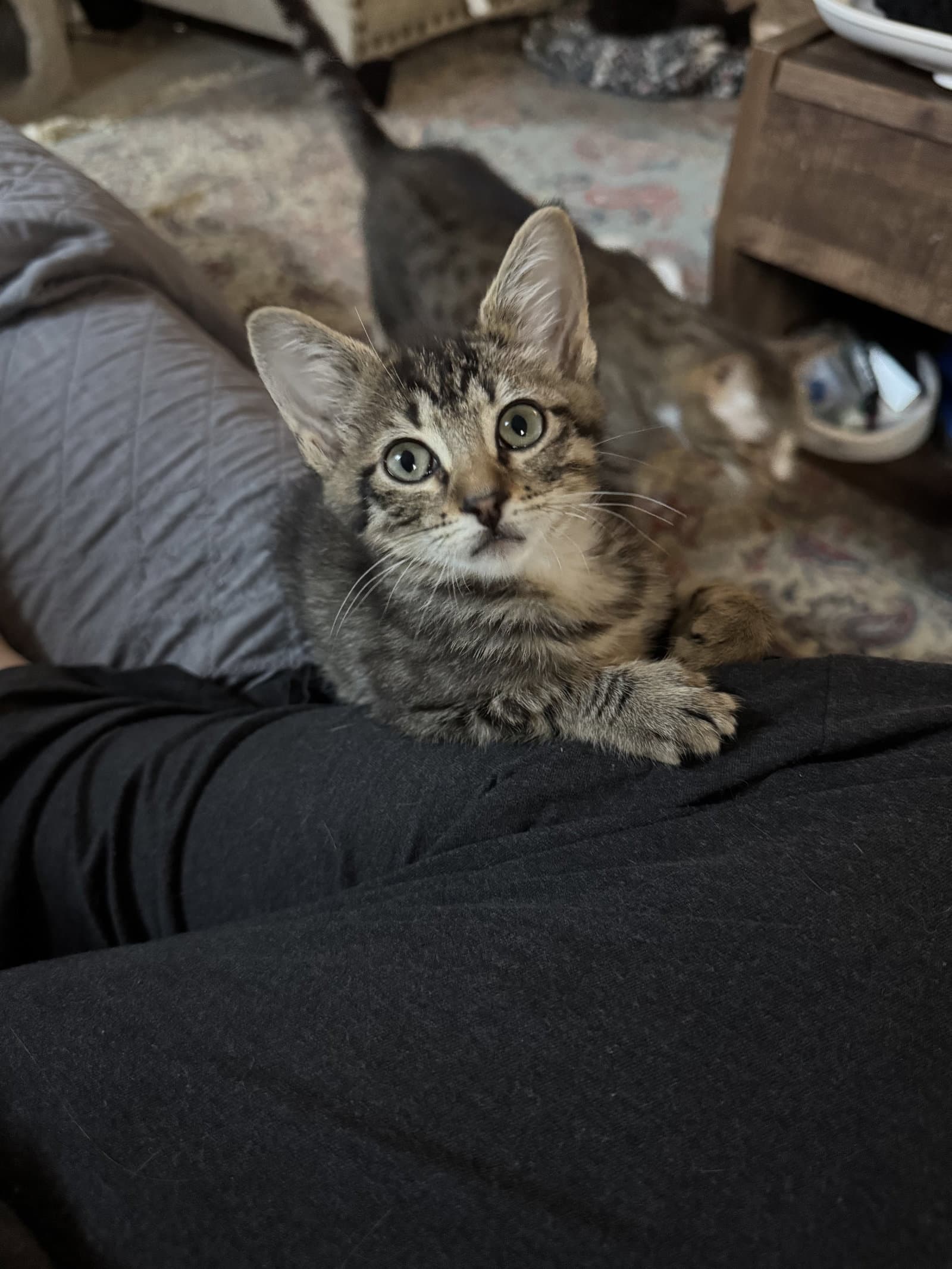 Mabel Dub - Domestic Short Hair