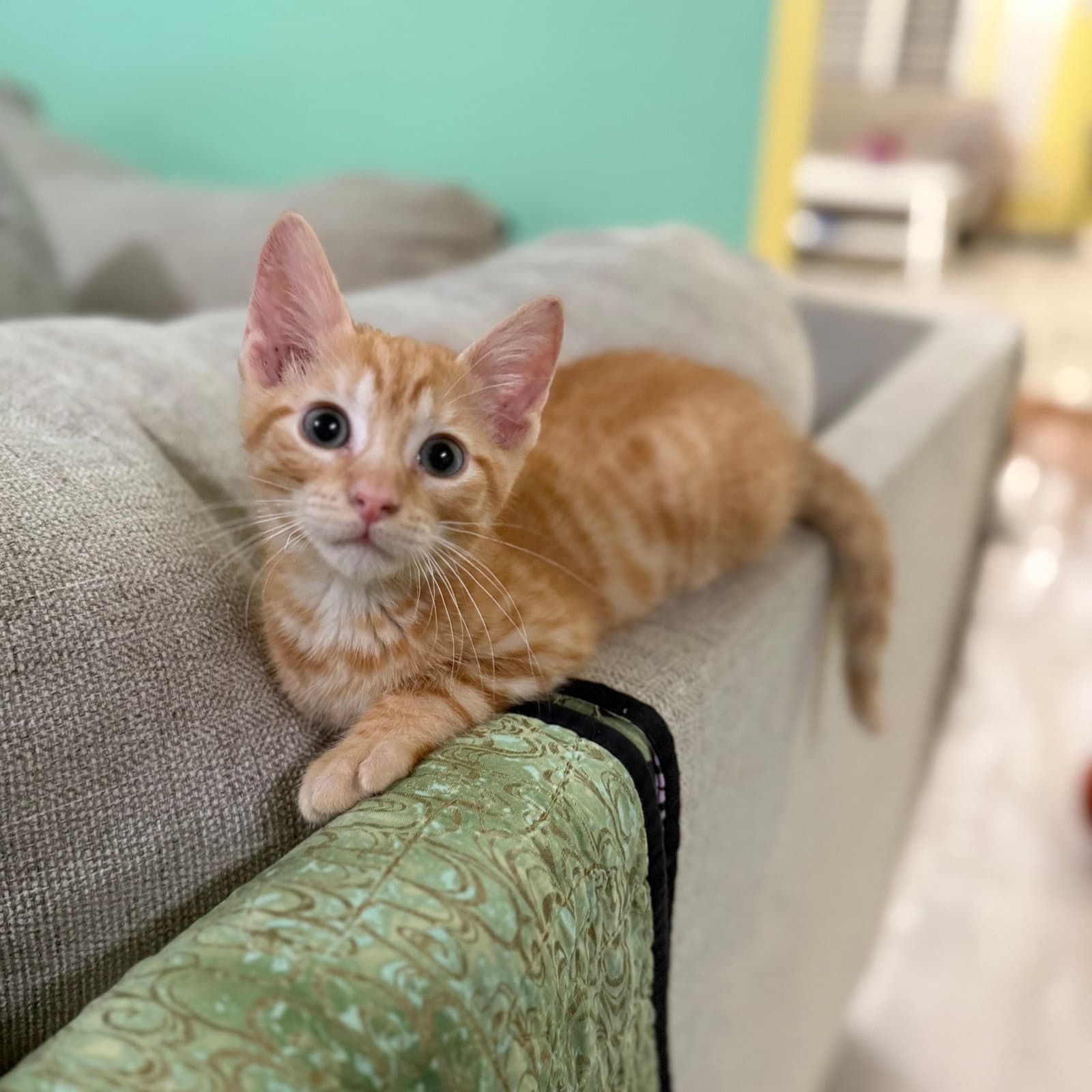 Tundra - Domestic Short Hair
