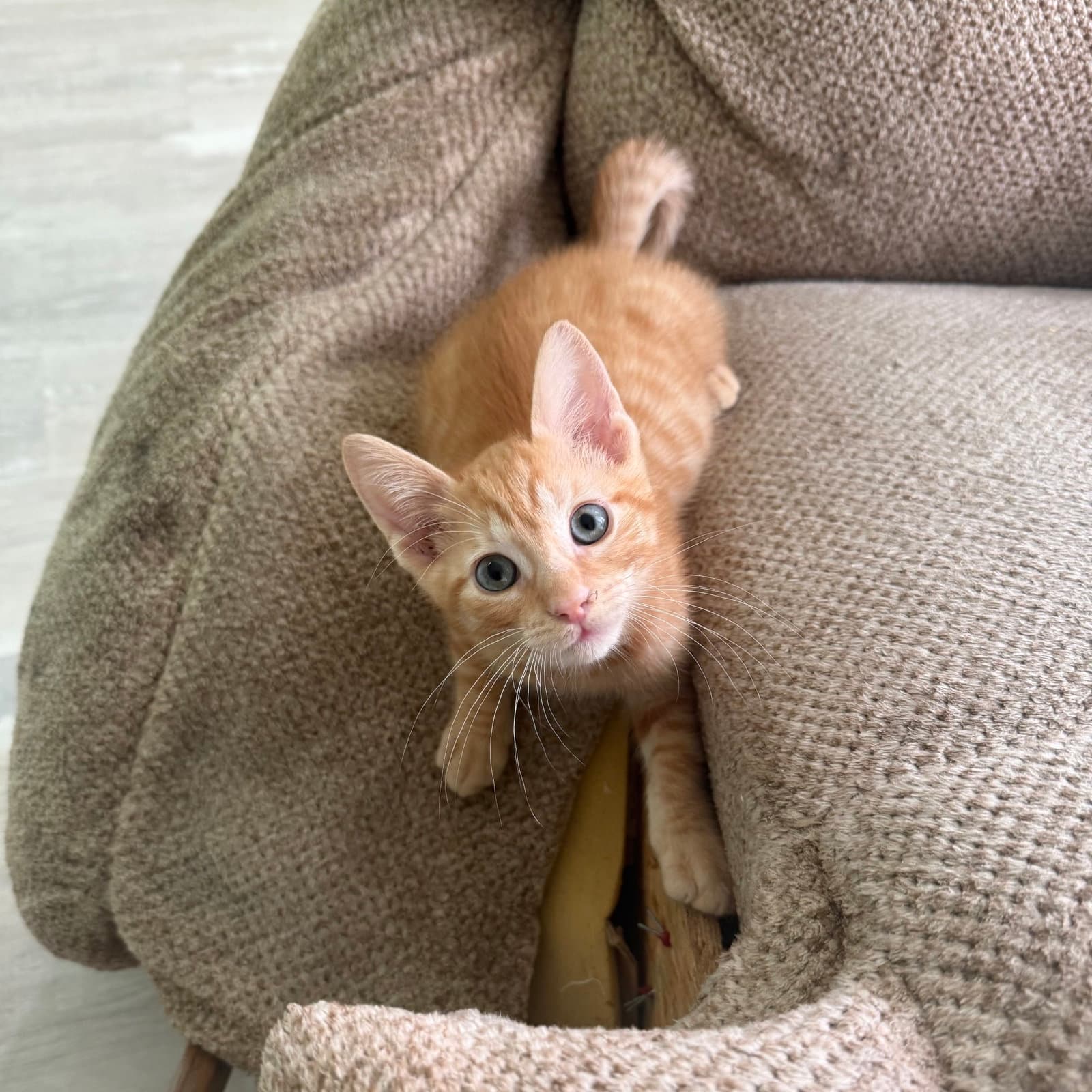 Vega - Domestic Short Hair