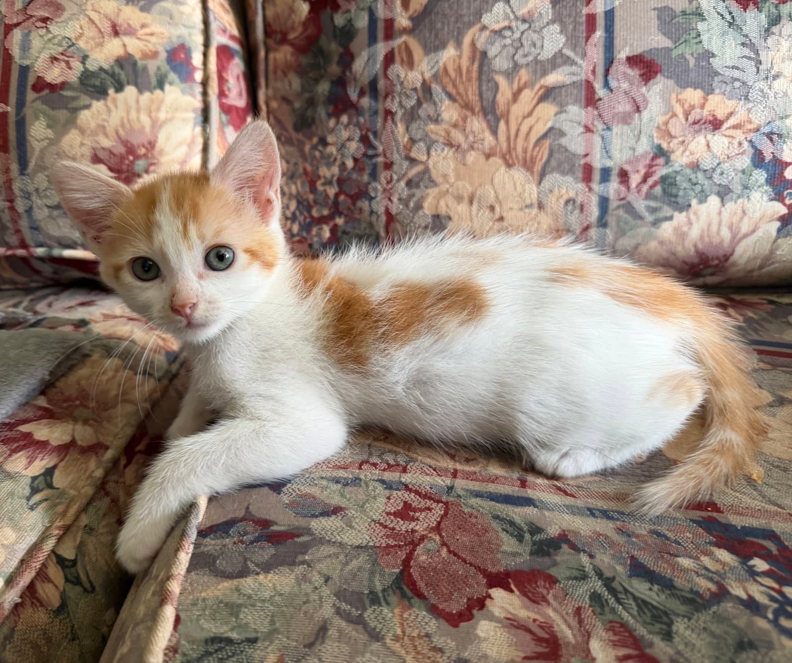 Priya - Domestic Medium Hair