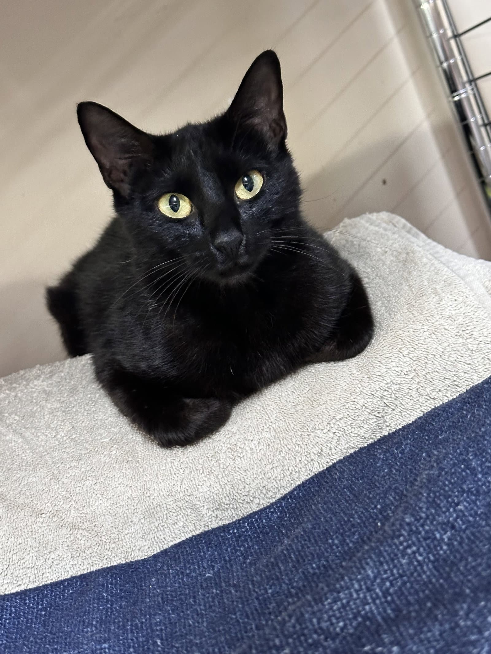Royal Moon - Domestic Short Hair
