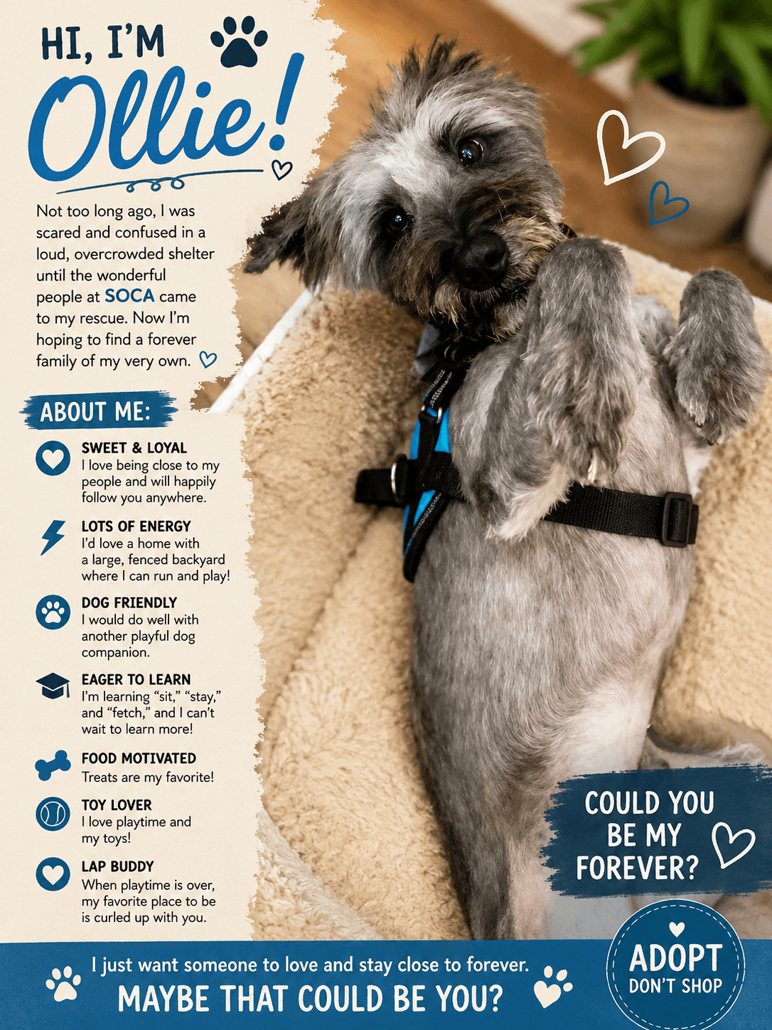 Ollie - Schnauzer