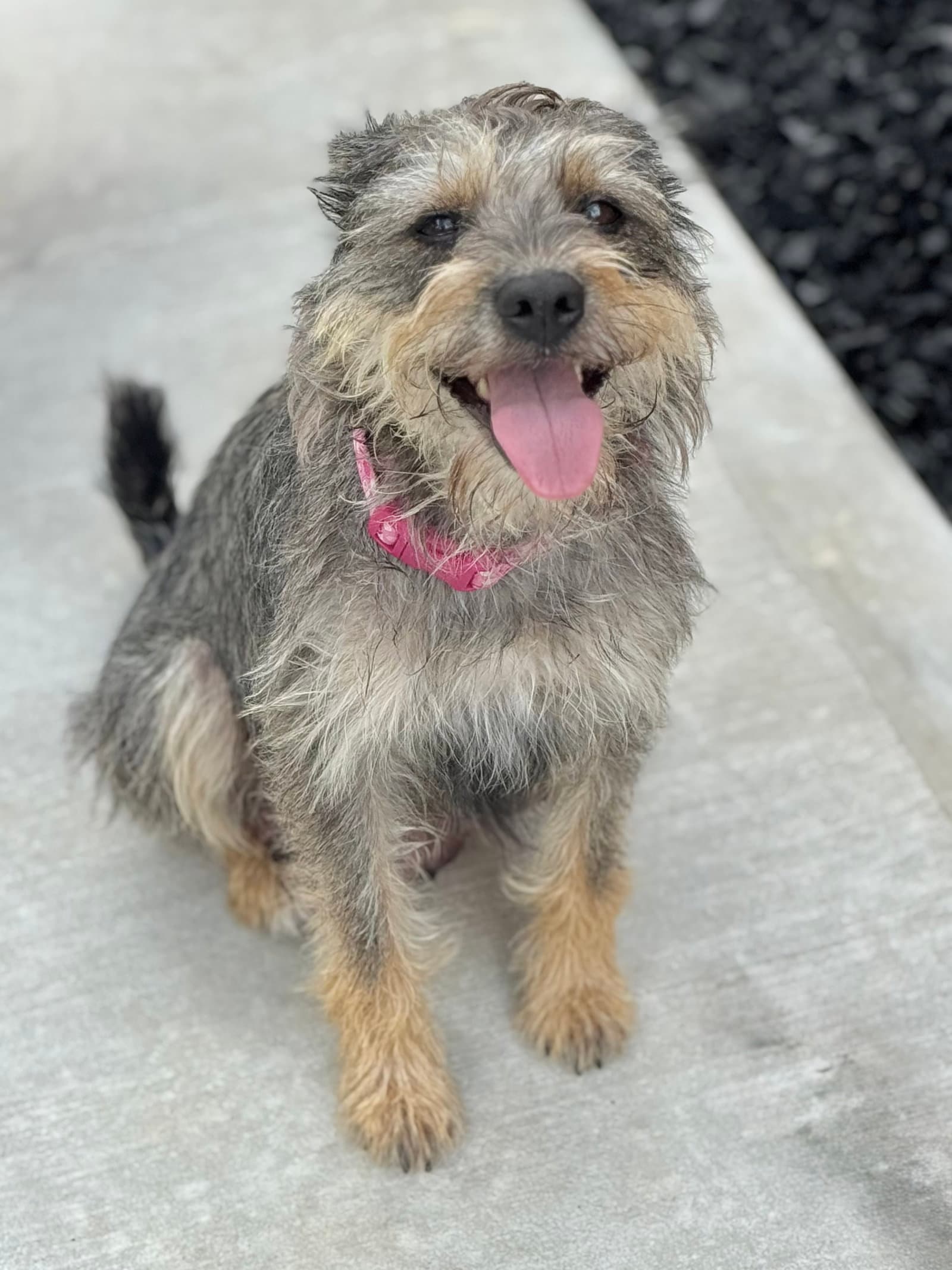 Bulma - Border Terrier
