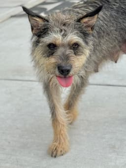Bulma image 2