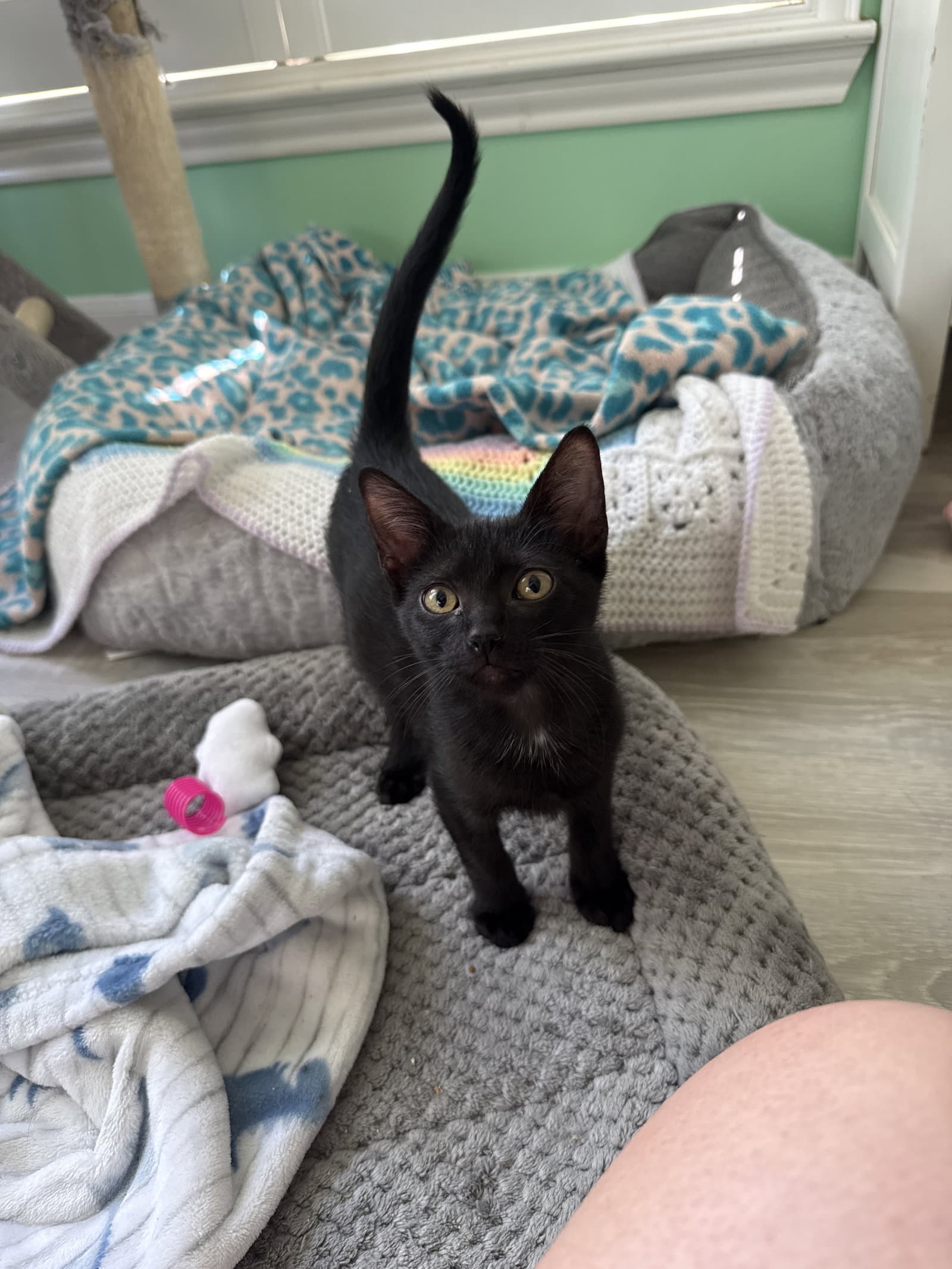 Razzmatazz - Domestic Short Hair