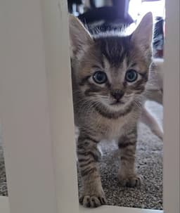 Tiktok image 1