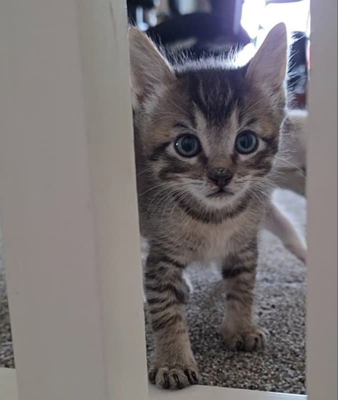 Tiktok - Tabby