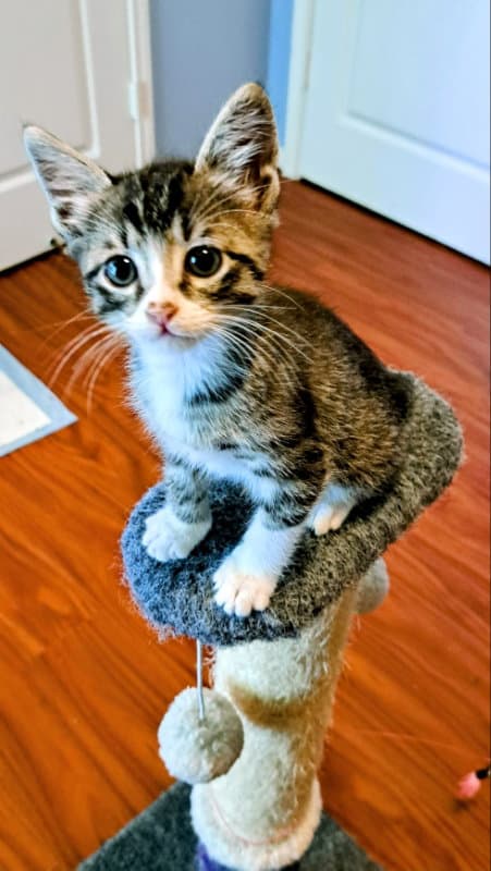 Zappo - Tabby