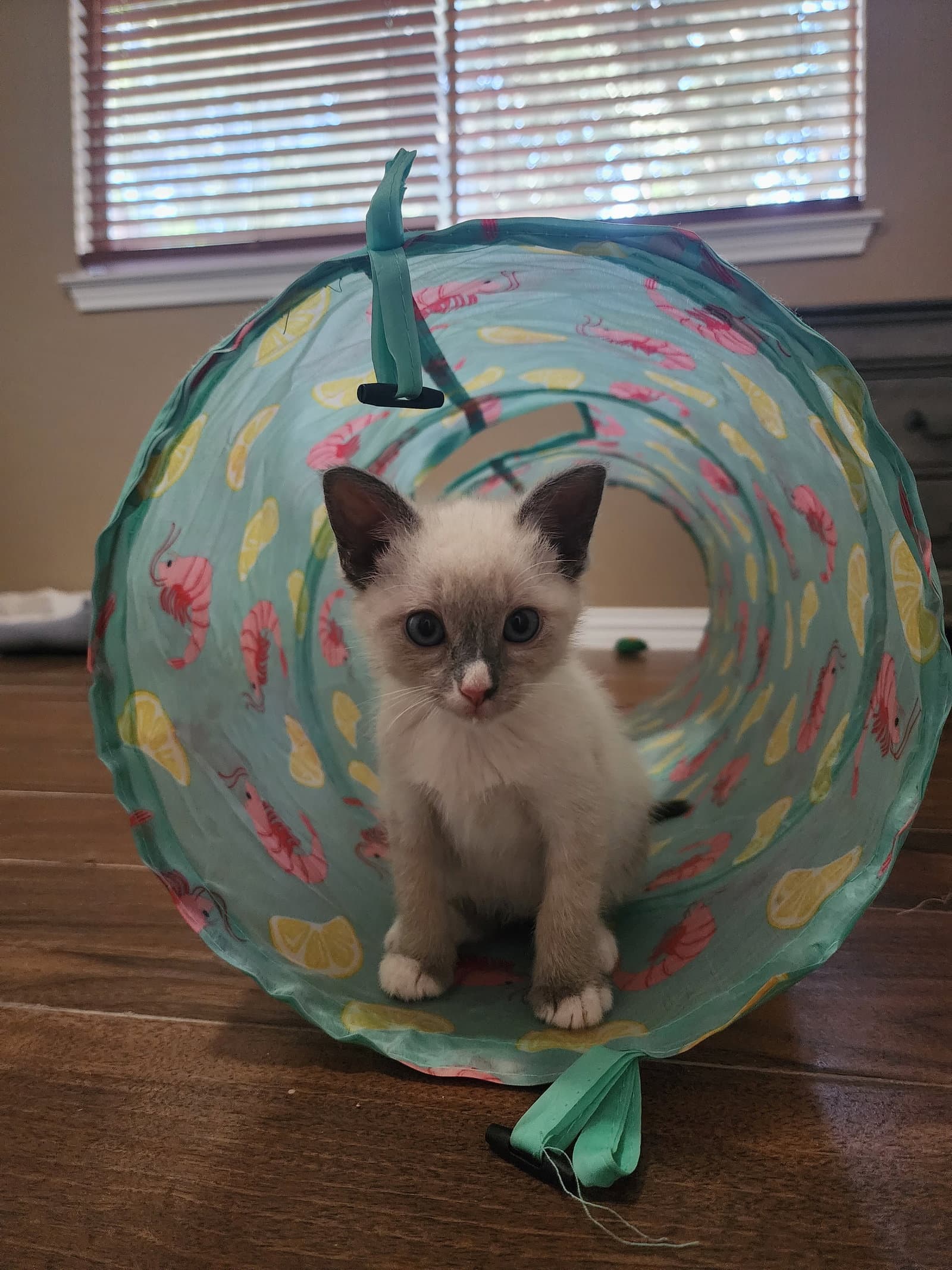 Maltie - Siamese