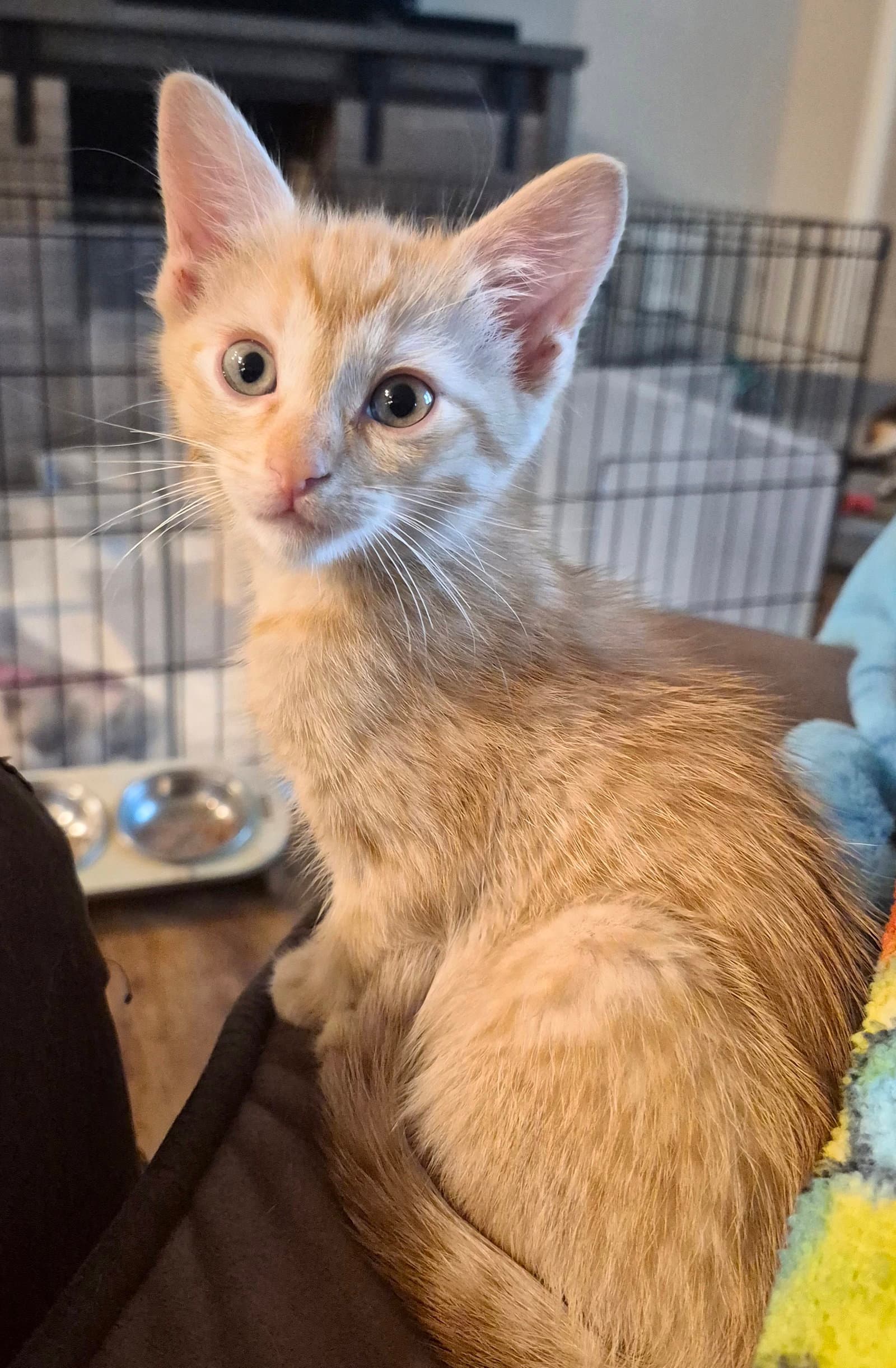 Porter - Tabby