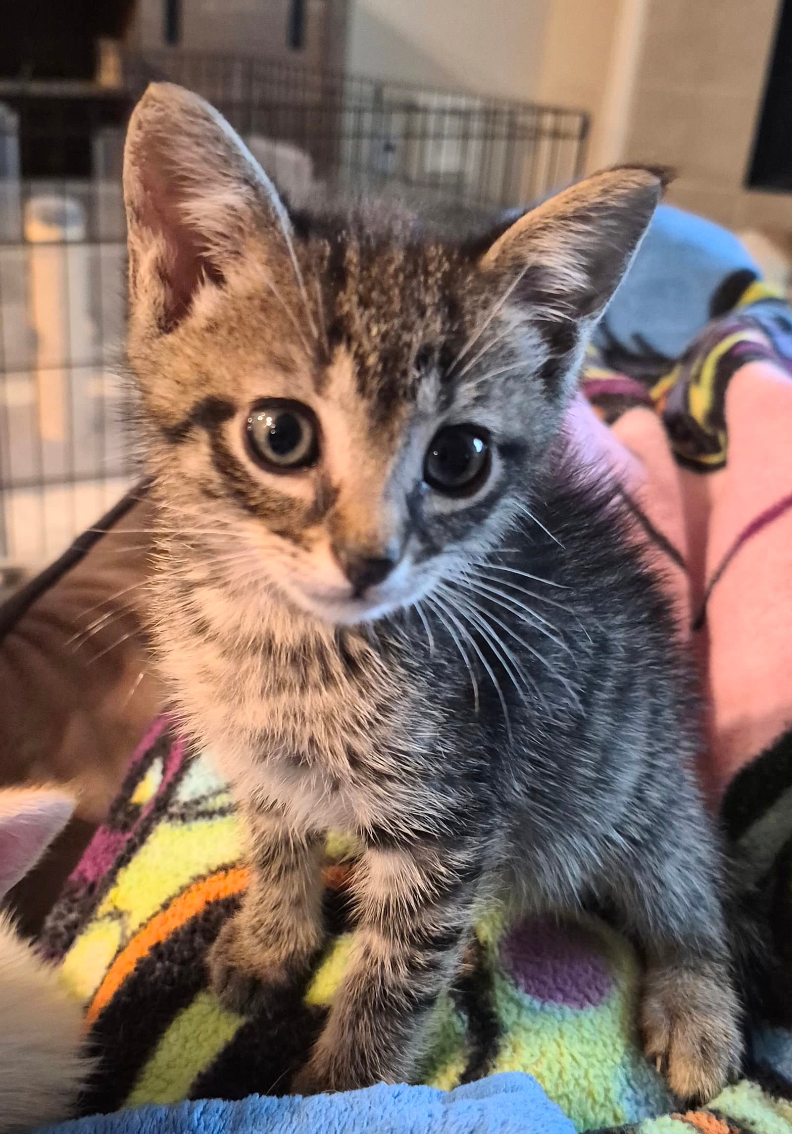 Hazy - Tabby